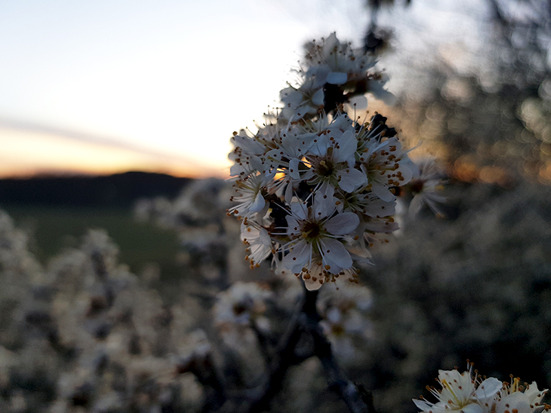 Bird Cherry