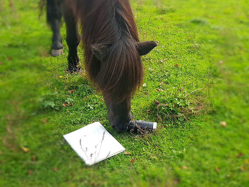 Horse, tea and notepad