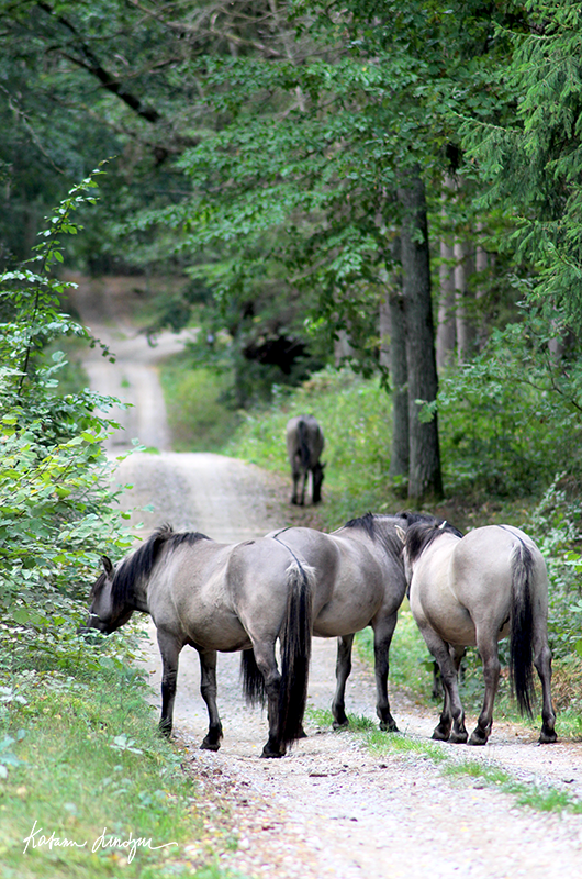 Koniks in Popielno Poland