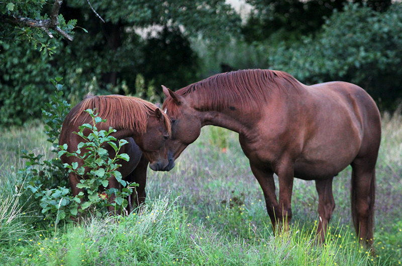 Horses greeting